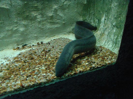 Municipal Aquarium Mendoza